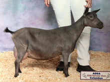 Load image into Gallery viewer, Life of the Party Goat Milk Soap