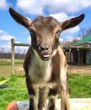 Load image into Gallery viewer, Life of the Party Goat Milk Soap