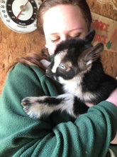 Load image into Gallery viewer, Mr. Stunning Goat Milk Soap